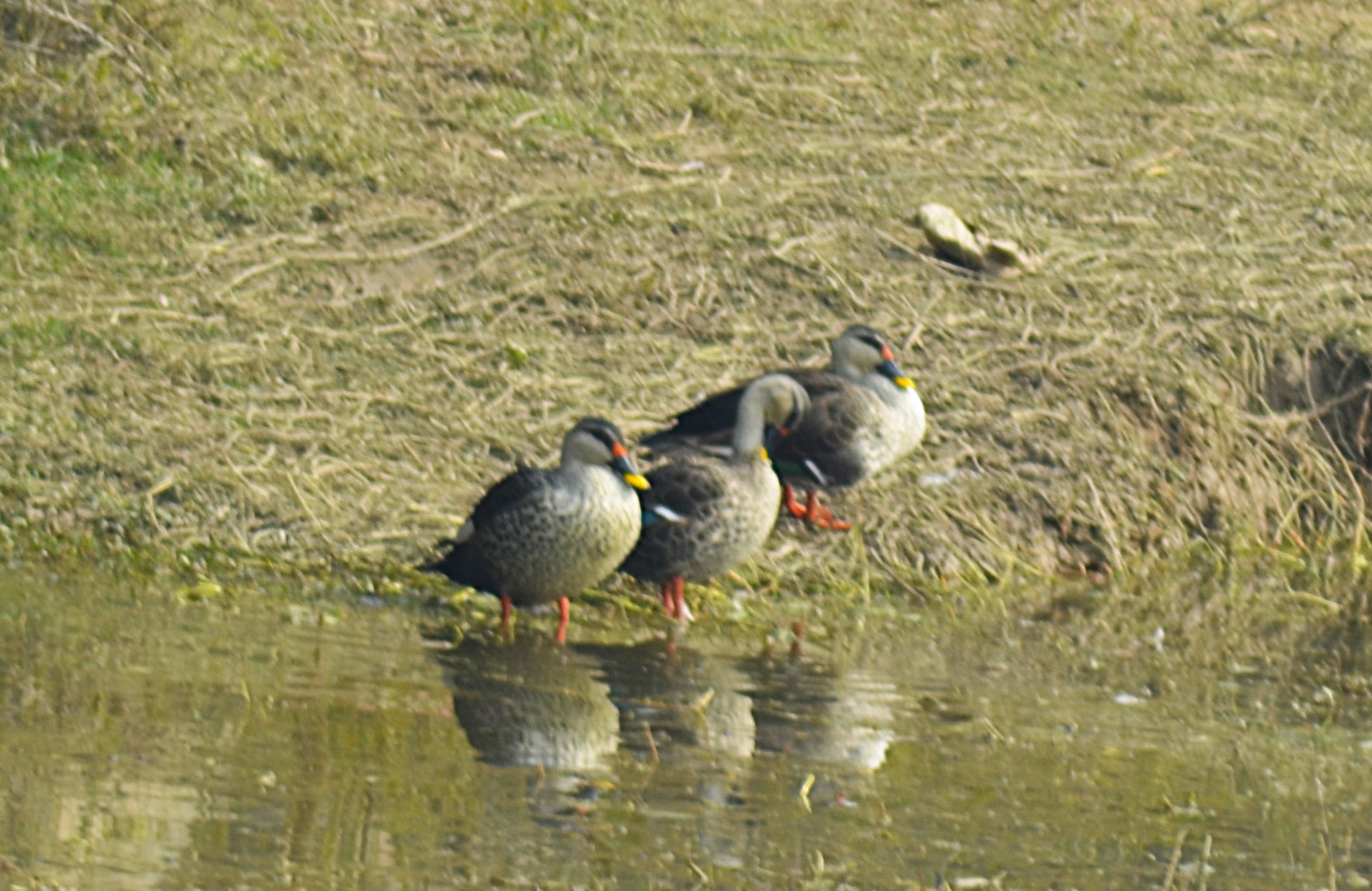 Gallery Image 11